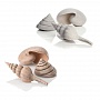 Набор морских ракушек натурального цвета, Sea shell set 3 natural