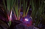 Подсветка ProfiLux Garden LED RGB